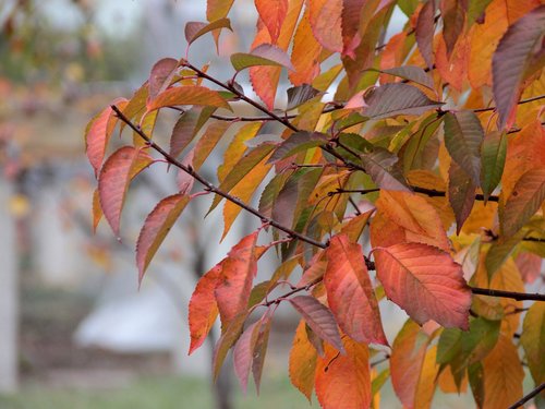 autumn  autumn leaves  yellow