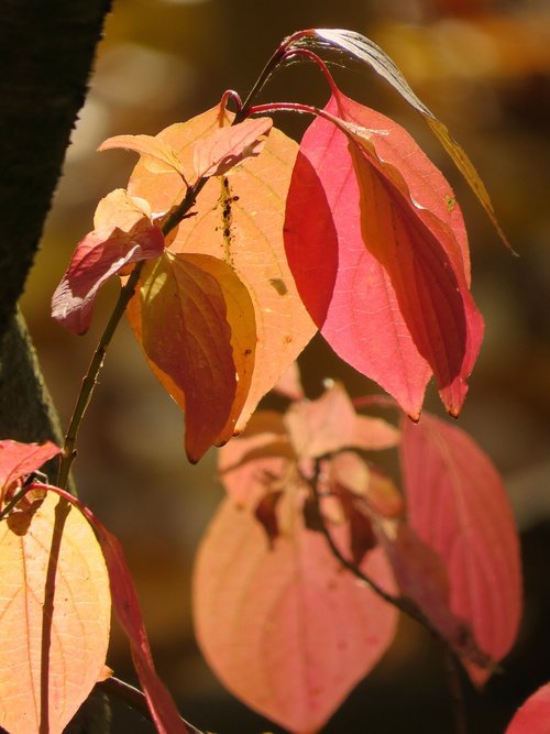 autumn  fall foliage  bright