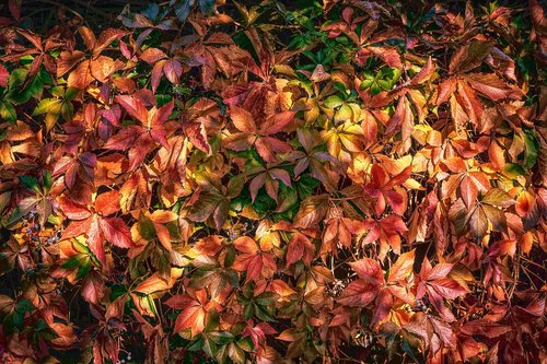 autumn  leaves  color