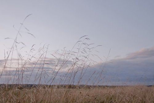 autumn  field  grass