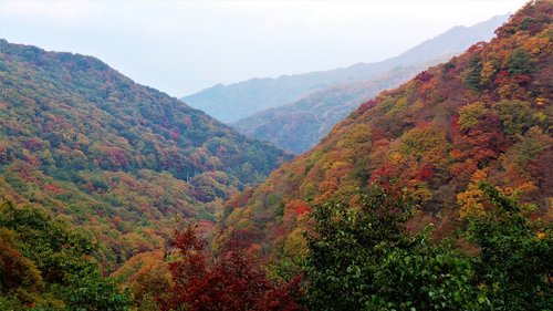 autumn  autumn leaves  jiri