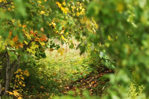 autumn  fall  landscape