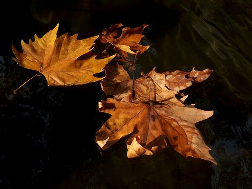 autumn  leaves  water
