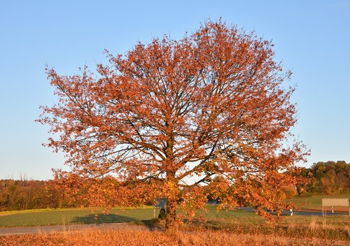 autumn  tree  red