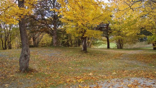 autumn  trees  leaves