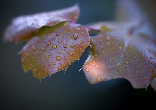 autumn  sonbahar  macro