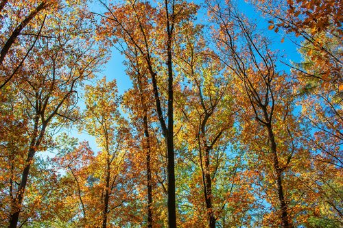 autumn  forest  autumn mood