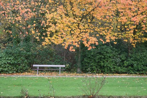 autumn  trees  forest