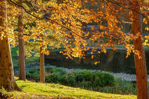 autumn  trees  lake