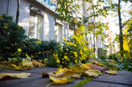 autumn  flower  yellow