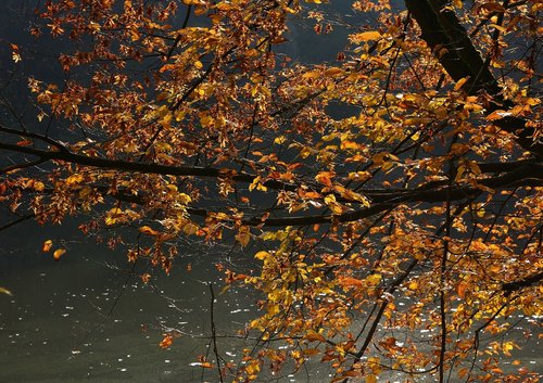 autumn  tree  mood