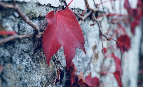 autumn  late autumn  maple