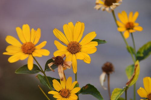 autumn  flower  yellow flower