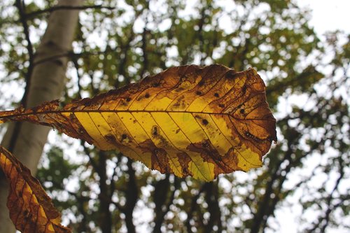 autumn  colorful  leaf