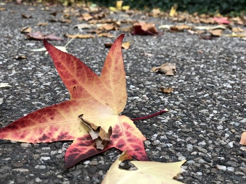 autumn  leaves  bright