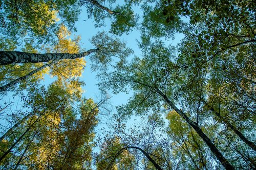 autumn  nature  forest