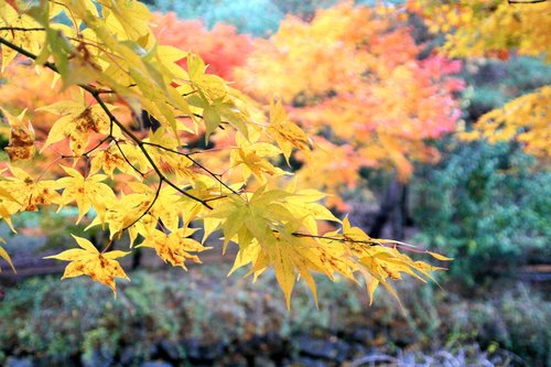 autumn  autumn leaves  leaves