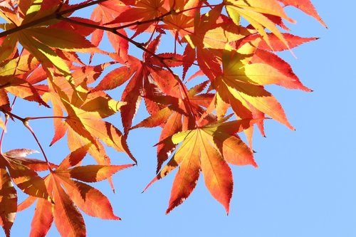 autumn  autumn leaves  the leaves