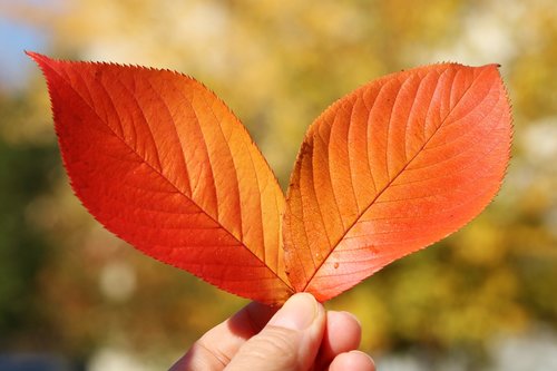 autumn  autumn leaves  the leaves