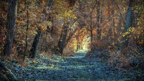 autumn  path  landscape