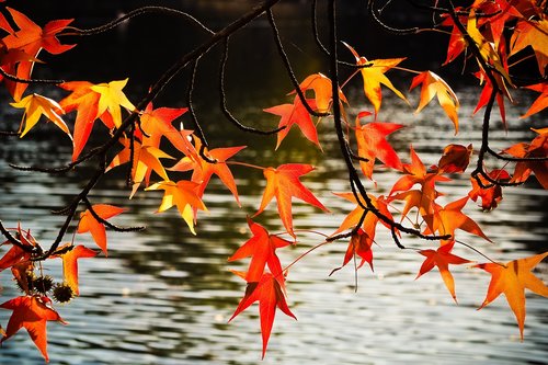 autumn  fall leaves  leaves