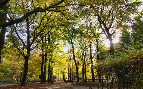 autumn  nature  forest