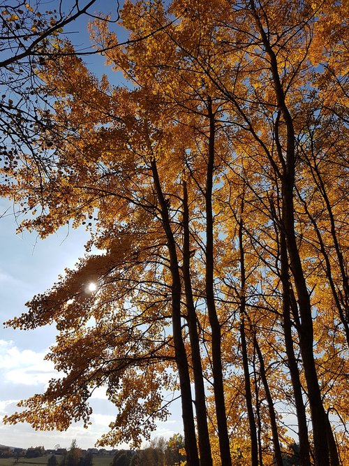 autumn  orange  trees