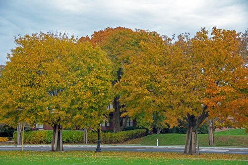 autumn  trees  nature