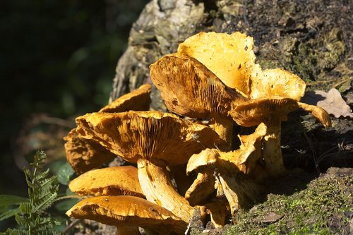 autumn  woodland  fungi