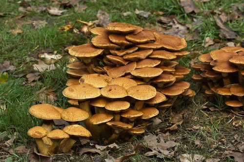 autumn  fungi  westonbirt arboretum