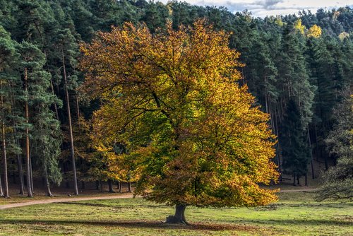 autumn  trees  mood