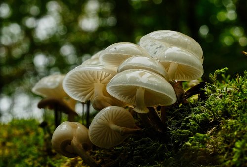 autumn  mushrooms  forest