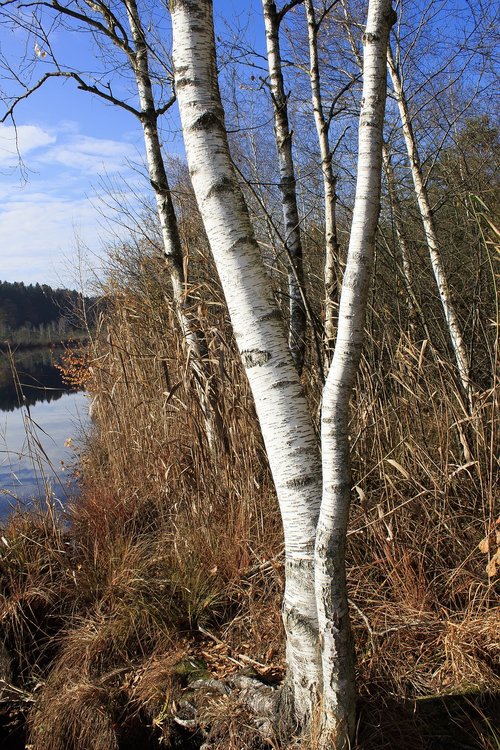 autumn  birch  lake