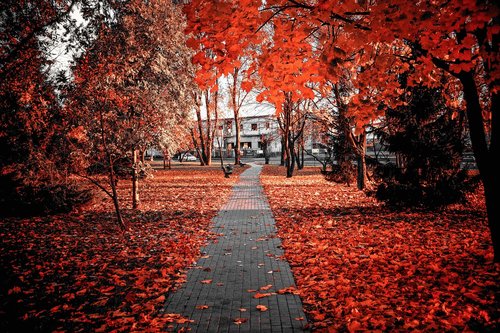 autumn  red  foliage