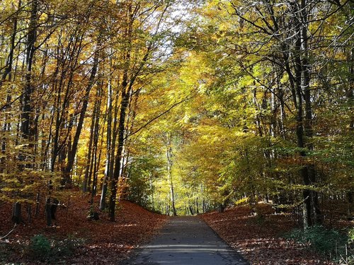 autumn  leaves  trees