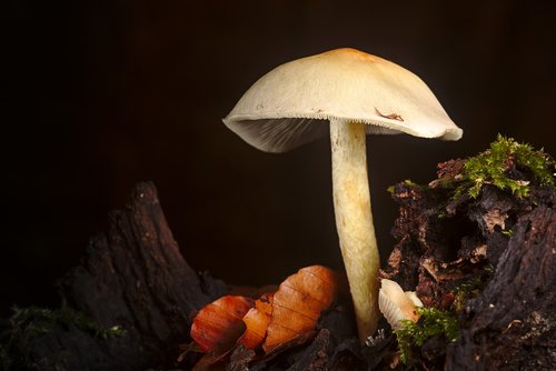autumn  mushroom  moss