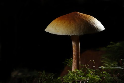 autumn  mushroom  close up