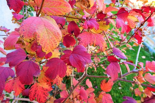 autumn  the leaves are  leaves