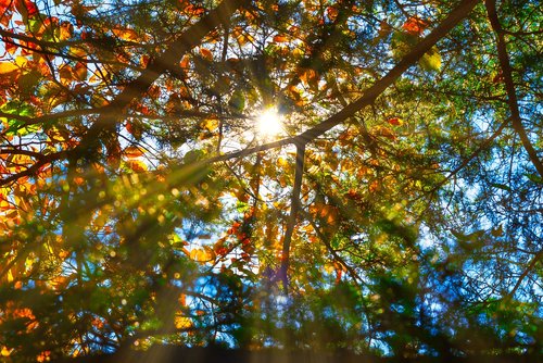 autumn  sunbeams  tree