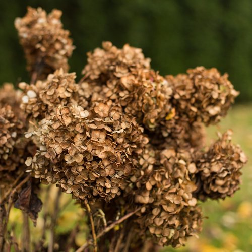 autumn  nature  flowers