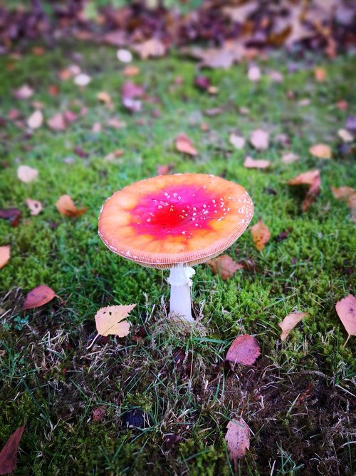 autumn  red  mushroom