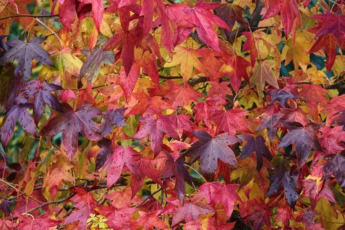 autumn  fall foliage  colorful