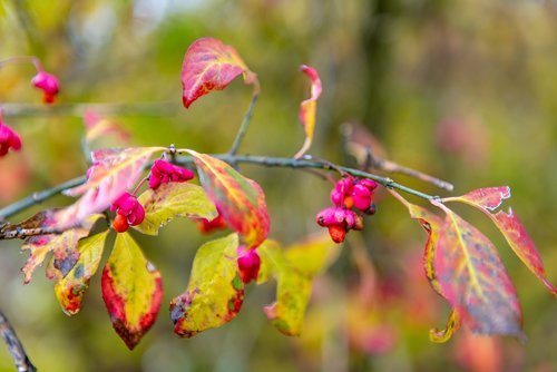 autumn  branch  leaves