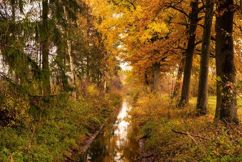autumn  bach  forest