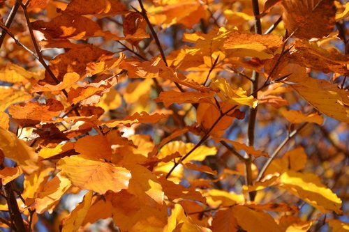 autumn  leaves  nature