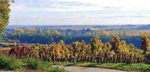 autumn  vineyards  landscape