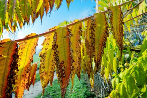 autumn  rhus  leaves