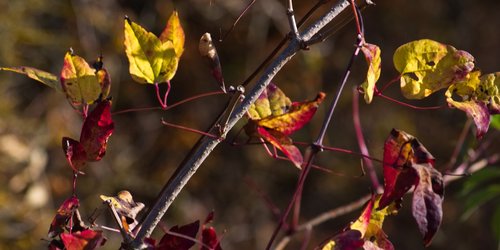 autumn  leaves  branch