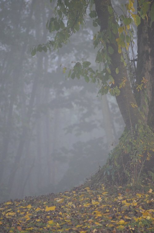 autumn  fog  leaves