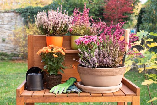 autumn  garden  flowers